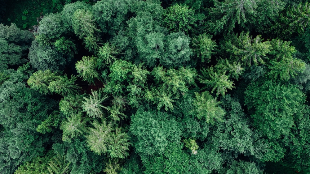 Aerial,View,Of,Green,Summer,Forest,In,Mountainous,Area.,Natural